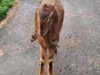 Farm Goat