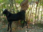 Saanen Goats