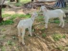 Farm Goats