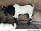 Male Goat