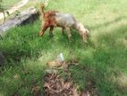 Kiday Kutty Goat
