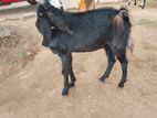 kiday kutty