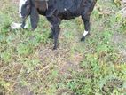 Farm Goat