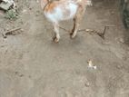 Kidai Goat