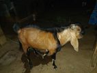 Farm Goat