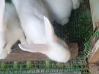 Rabbit