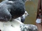 Pigeons