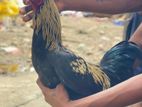 Aseel Rooster