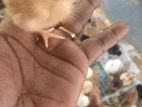 කිකිලි පැටවු (බෙලි කට්ටා)