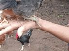 කිකිලි පැටවු