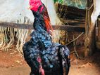 Kikiliyara Rooster