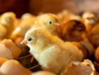 කිකිළි පැටවුන් / Chicks