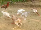 Country Chicken