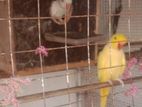Love Birds