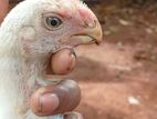 Rooster