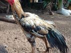 கிளி சொட்டு சேவல்