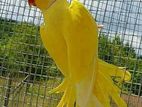 Yellow Ringneck