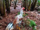 Parrot-Nosed Rooster