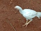 கிளி மூக்கு சேவல்