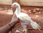கிளி மூக்கு குஞ்சுகள் - Rooster Chicks