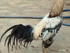 Rooster