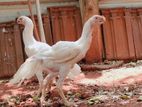 கிளி மூக்கு விசிறி வால் குஞ்சுகள்