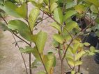 කිලෝ පේර පැල