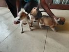 Puppies for Kind Home