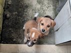 Puppies for Kind Home