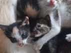 Cats for Kind Home