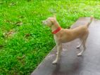 KIND DOG FOR HOME