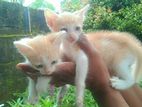 Kittens for Kind Home