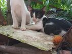 Kind home for kittens