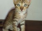 Female Kitten for A Kind Home