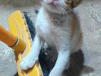 Kitten for Kind Home