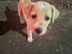 Puppy for Kind Home