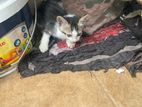 Cat for Kind Home