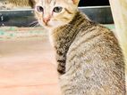 Kitten for Kind Home