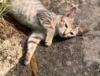 Kitten for Kind Home