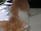 Kitten For Kind Home
