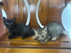 Kittens for Kind Home