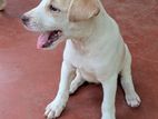 Puppy for A Kind Home