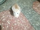 Kittens For Kind Home