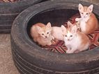 Kind Kittens for A Home