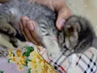 Kittens for Kind Home