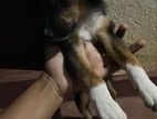 Puppy for Kind Home