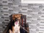 Dog for Kind Home