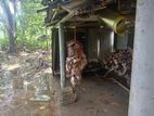 King Coconut Husk