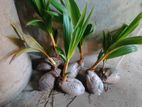 King coconut plants