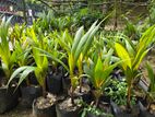 King Coconut Plants